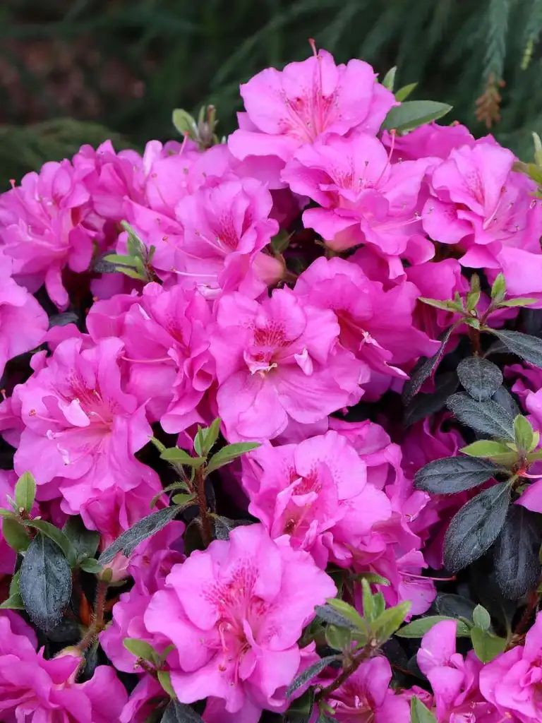 Perfecto Mundo™ Double Purple – Rhododendron
