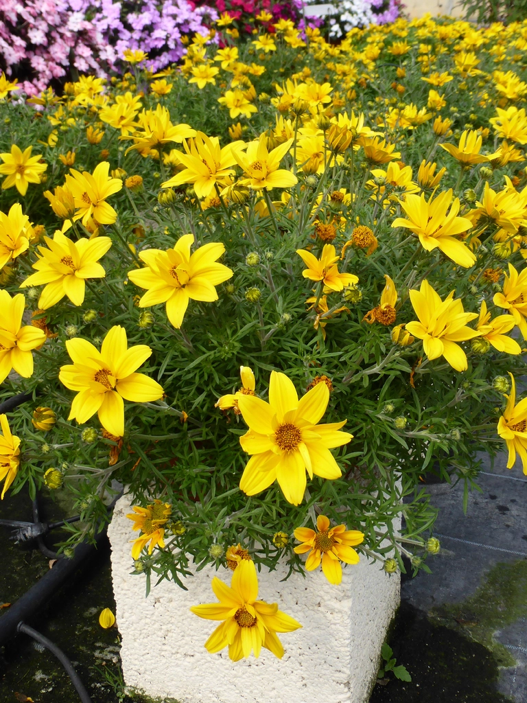 Superstar – Bidens