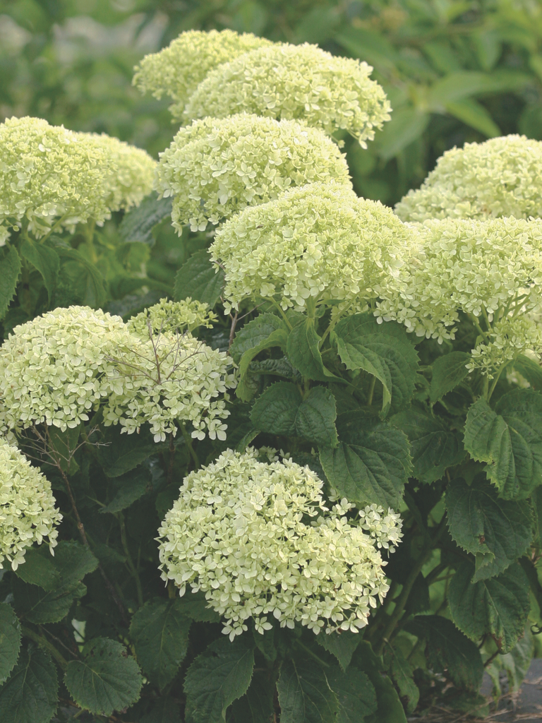 BellaRagazza<sup>®</sup> Limetta – Hydrangea