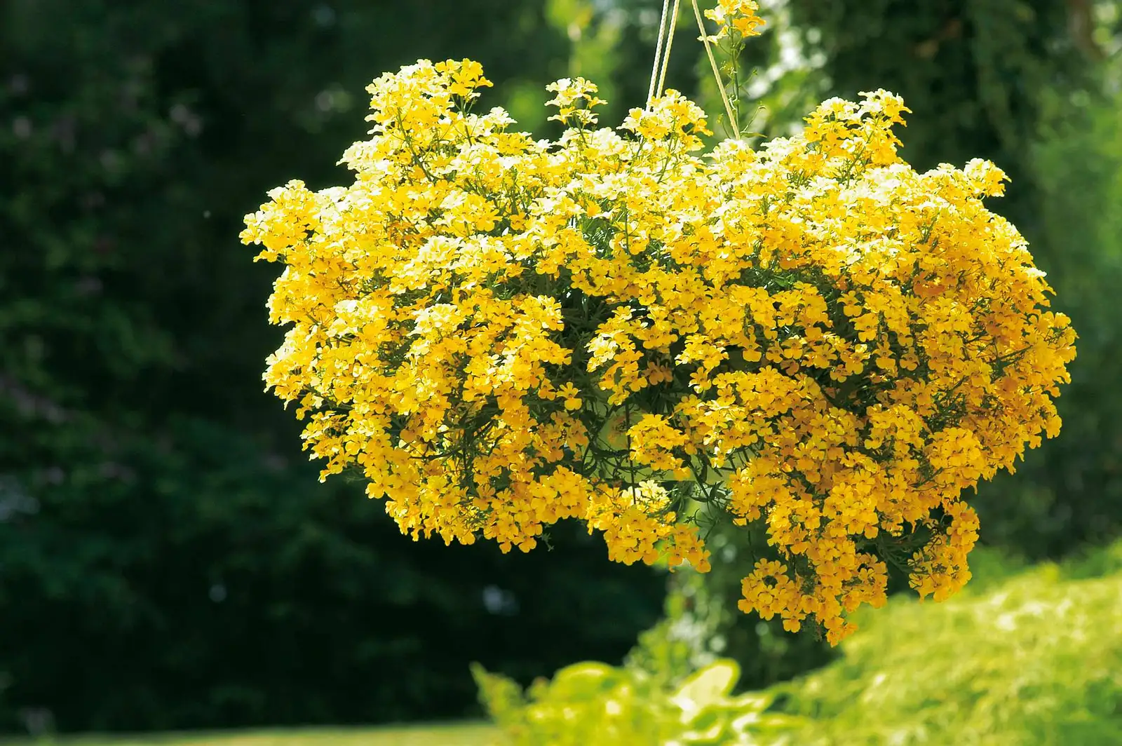 csm_Nemesia_Sunsatia_Plus_Pome