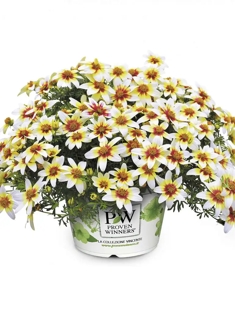 Spicy Eye – Bidens