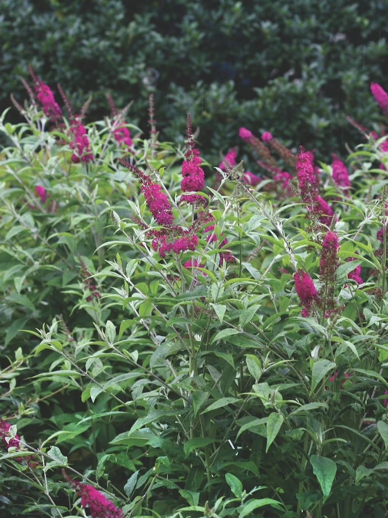 Miss Ruby – Buddleja