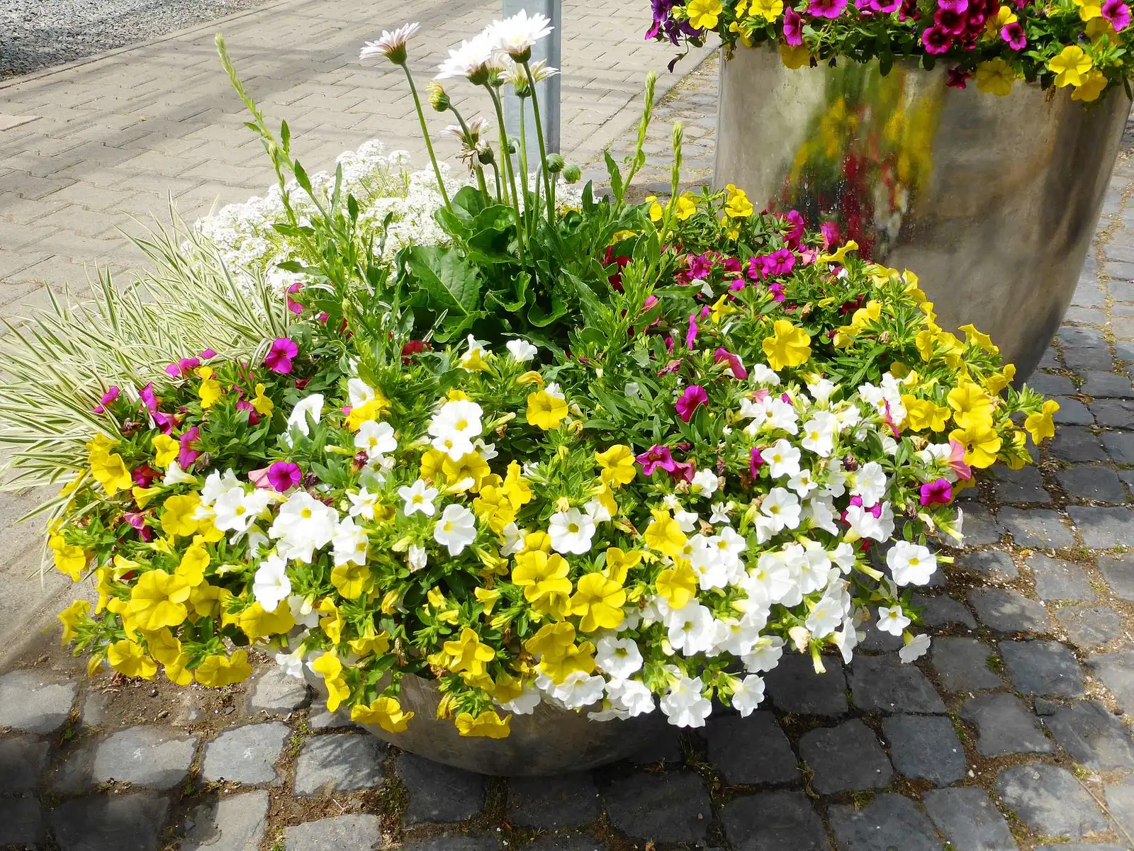TrioMio® Unique Poesia - Calibrachoa - Proven Winners Europe