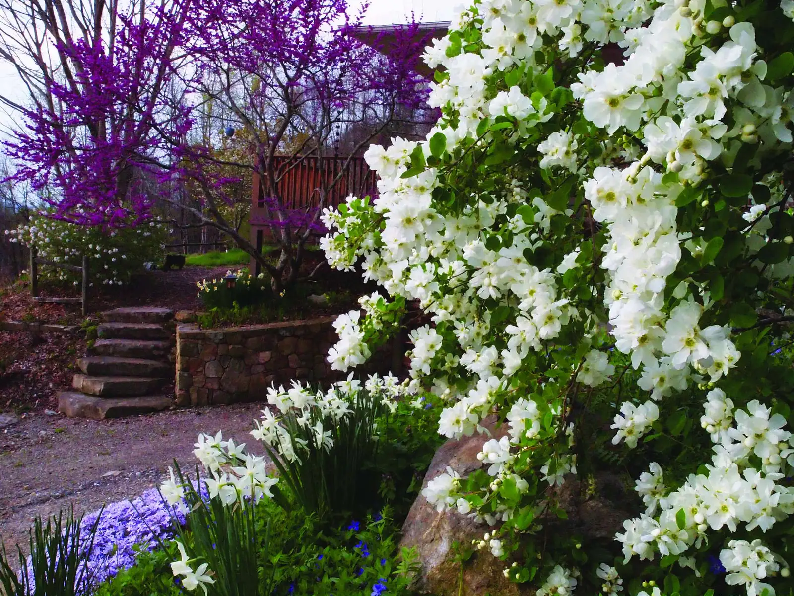 Snow Day Blizzard® - Exochorda - Proven Winners Europe