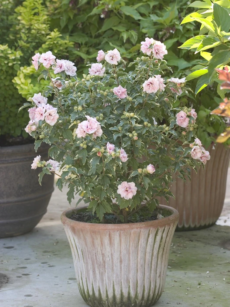 Sugar Tip – Hibiscus