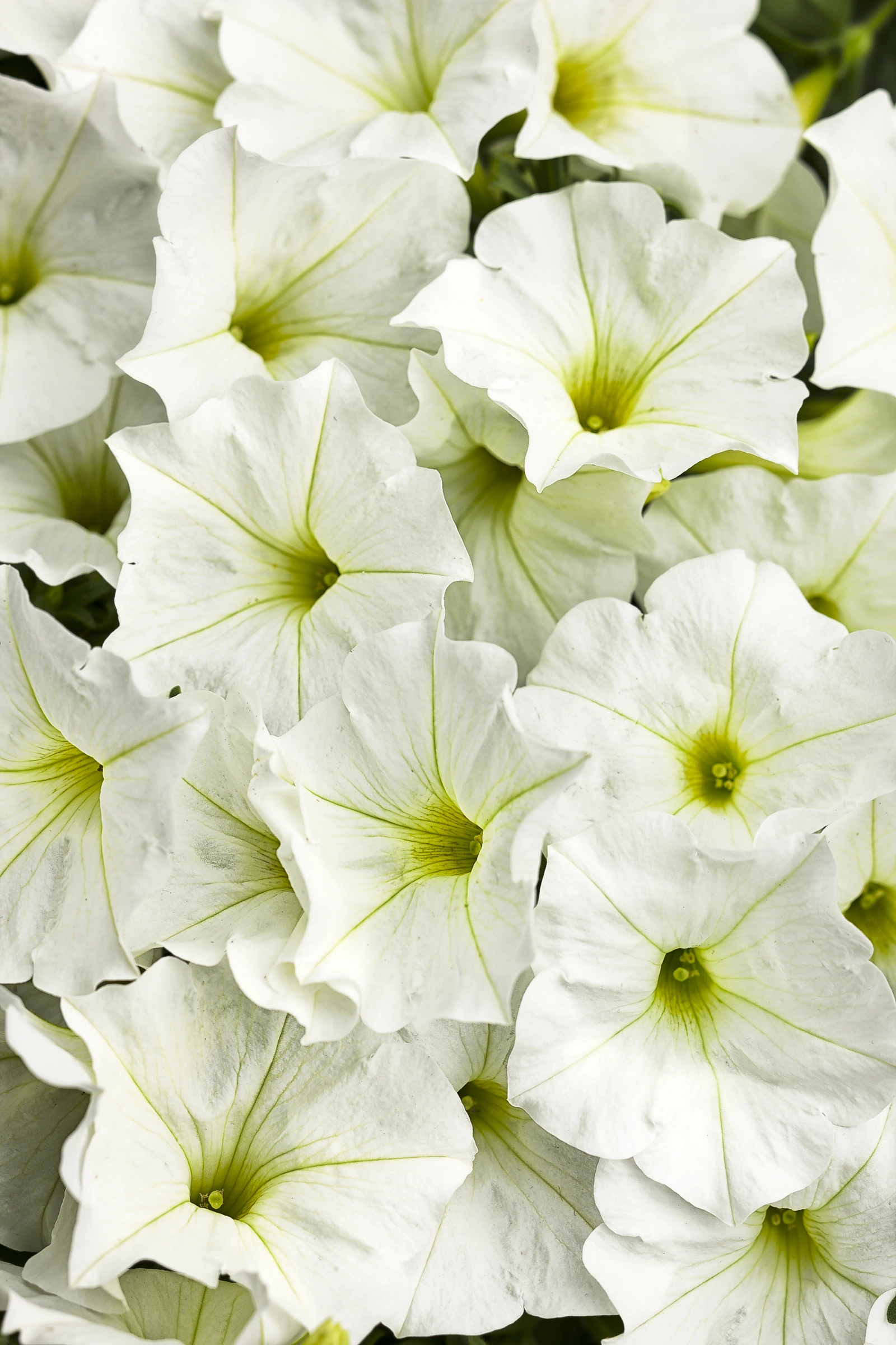 Veranda White - Petunia - Proven Winners Europe