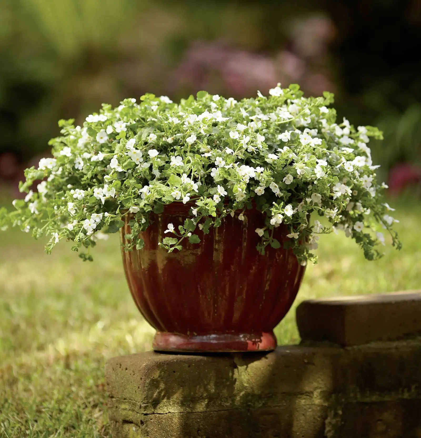 Suteranova Everest White Yeti - Sutera - Proven Winners Europe