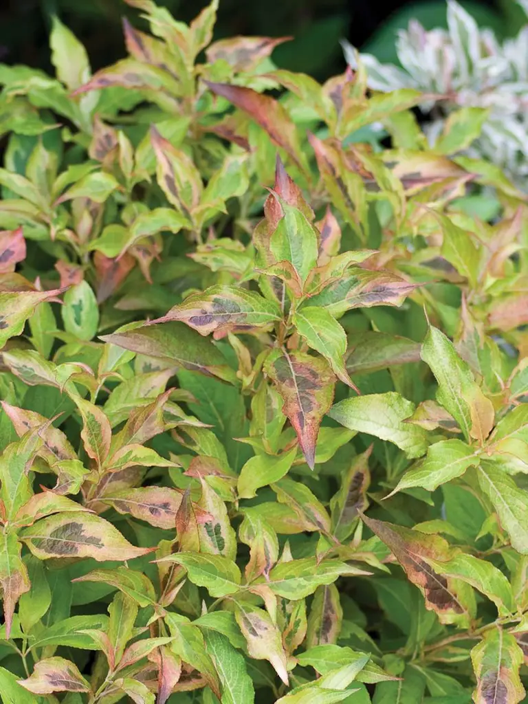 My Monet Sunset<sup>®</sup> – Weigela