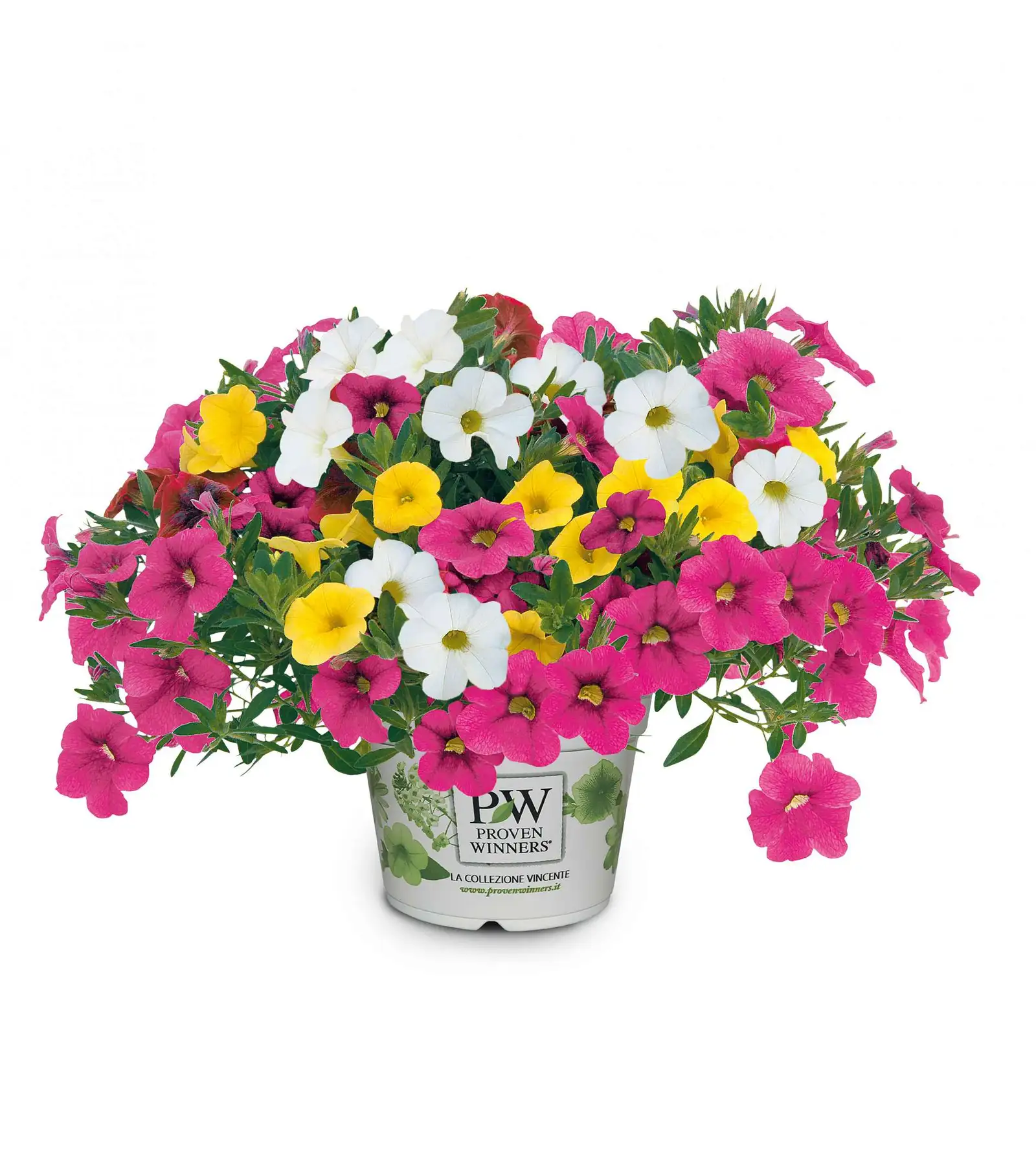 TrioMio® Unique Poesia - Calibrachoa - Proven Winners Europe
