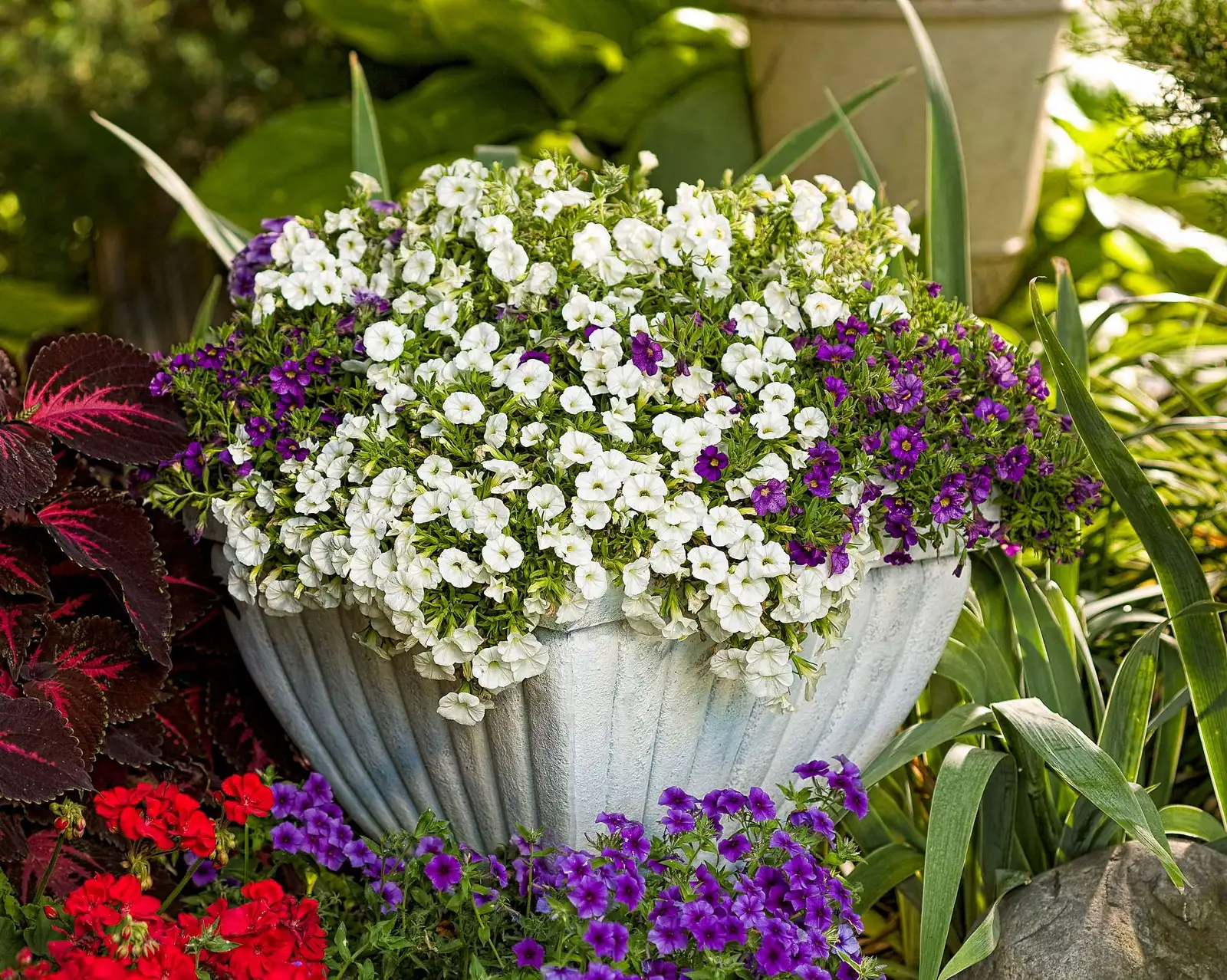 Unique White - Calibrachoa - Proven Winners Europe