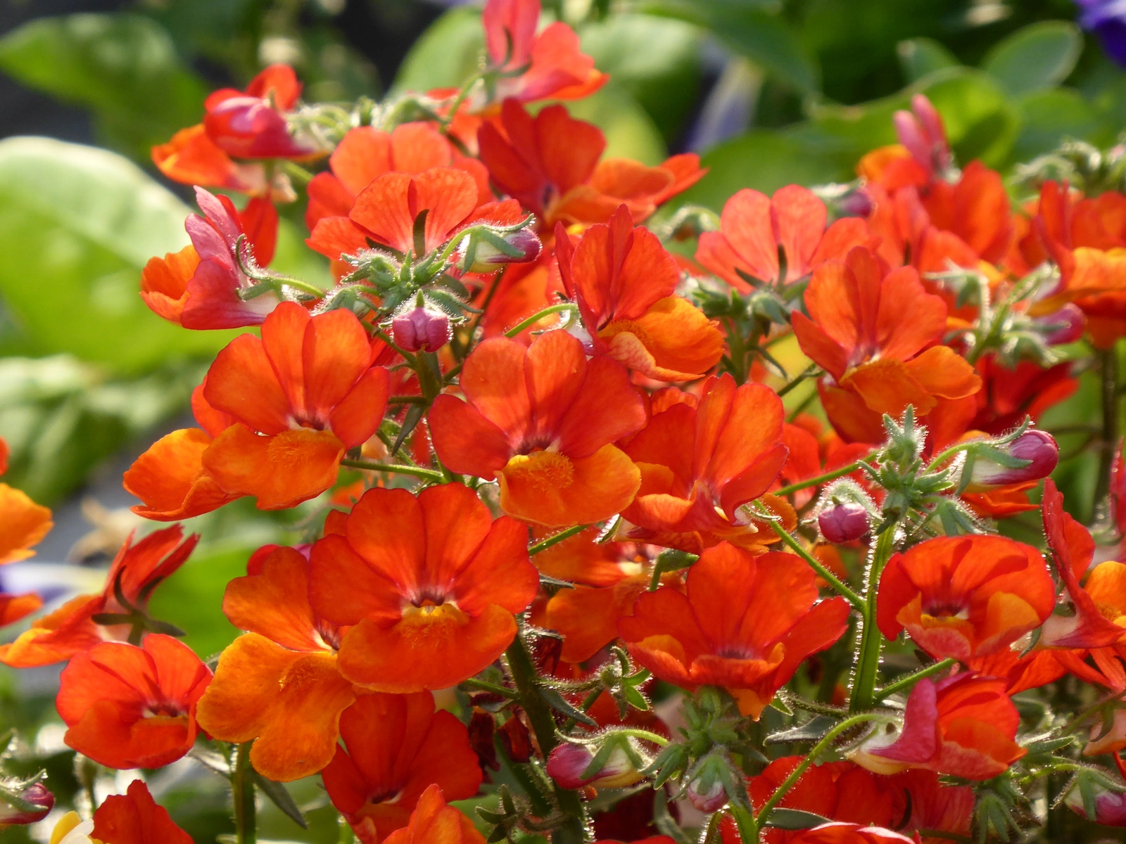 Sunsatia® Plus Clementine - Nemesia - Proven Winners Europe