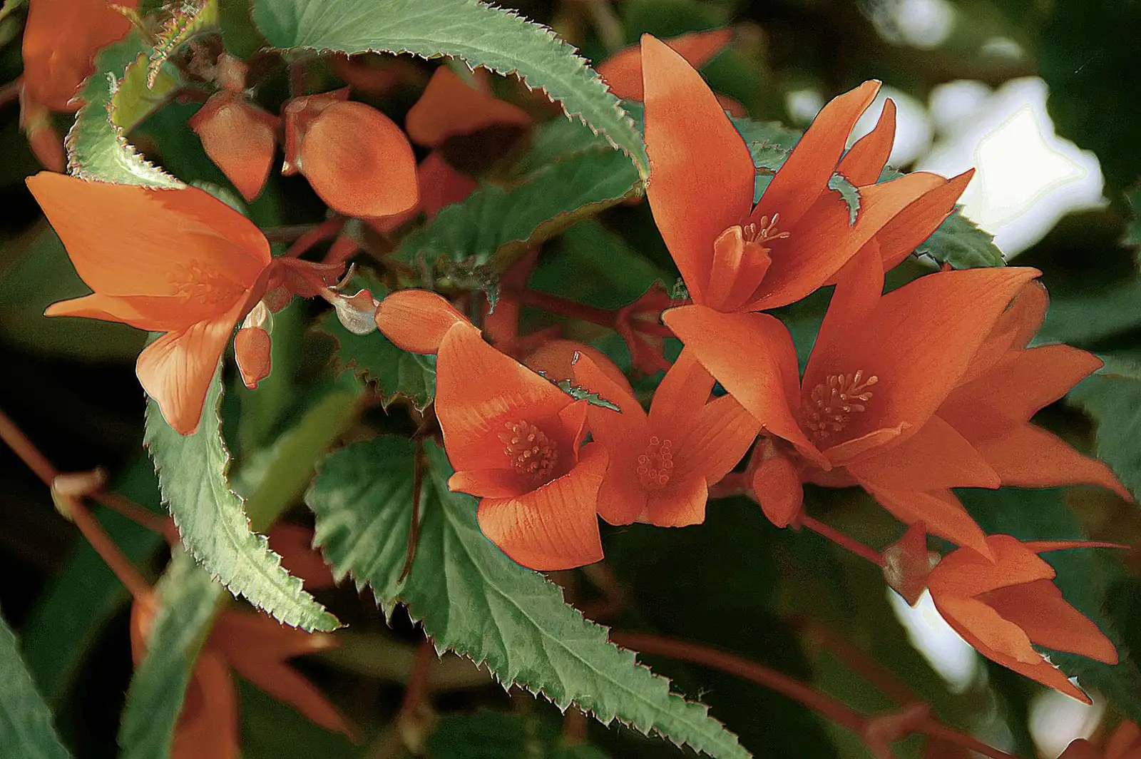 ヒスン musicplant orangeblood music plant MUSICPLANT