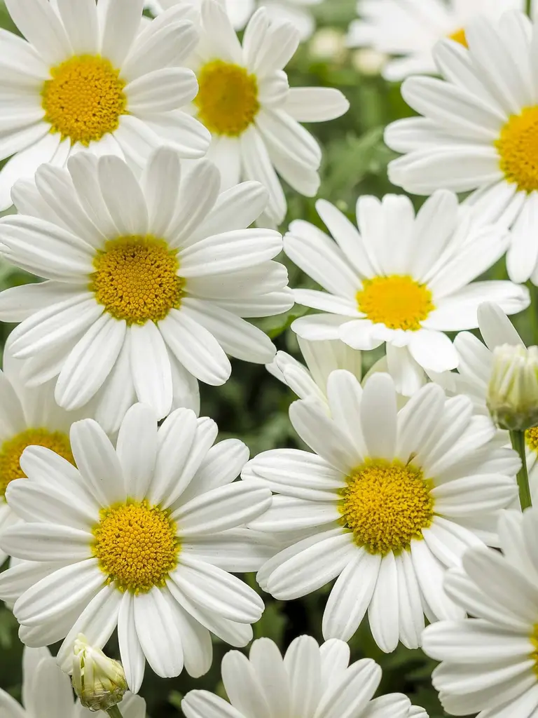 Polly – Argyranthemum
