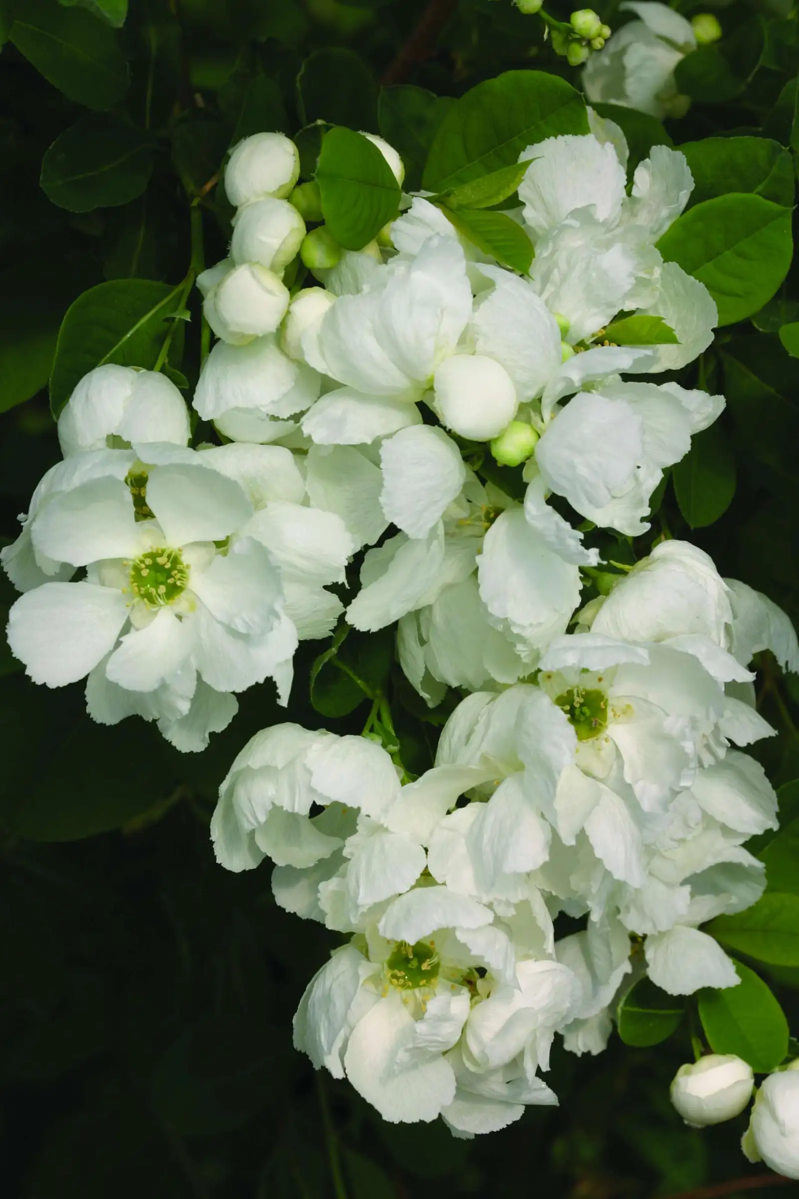 Snow Day Blizzard® - Exochorda - Proven Winners Europe