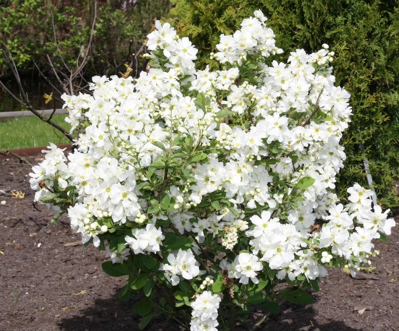 Snow Day Blizzard® - Exochorda - Proven Winners Europe