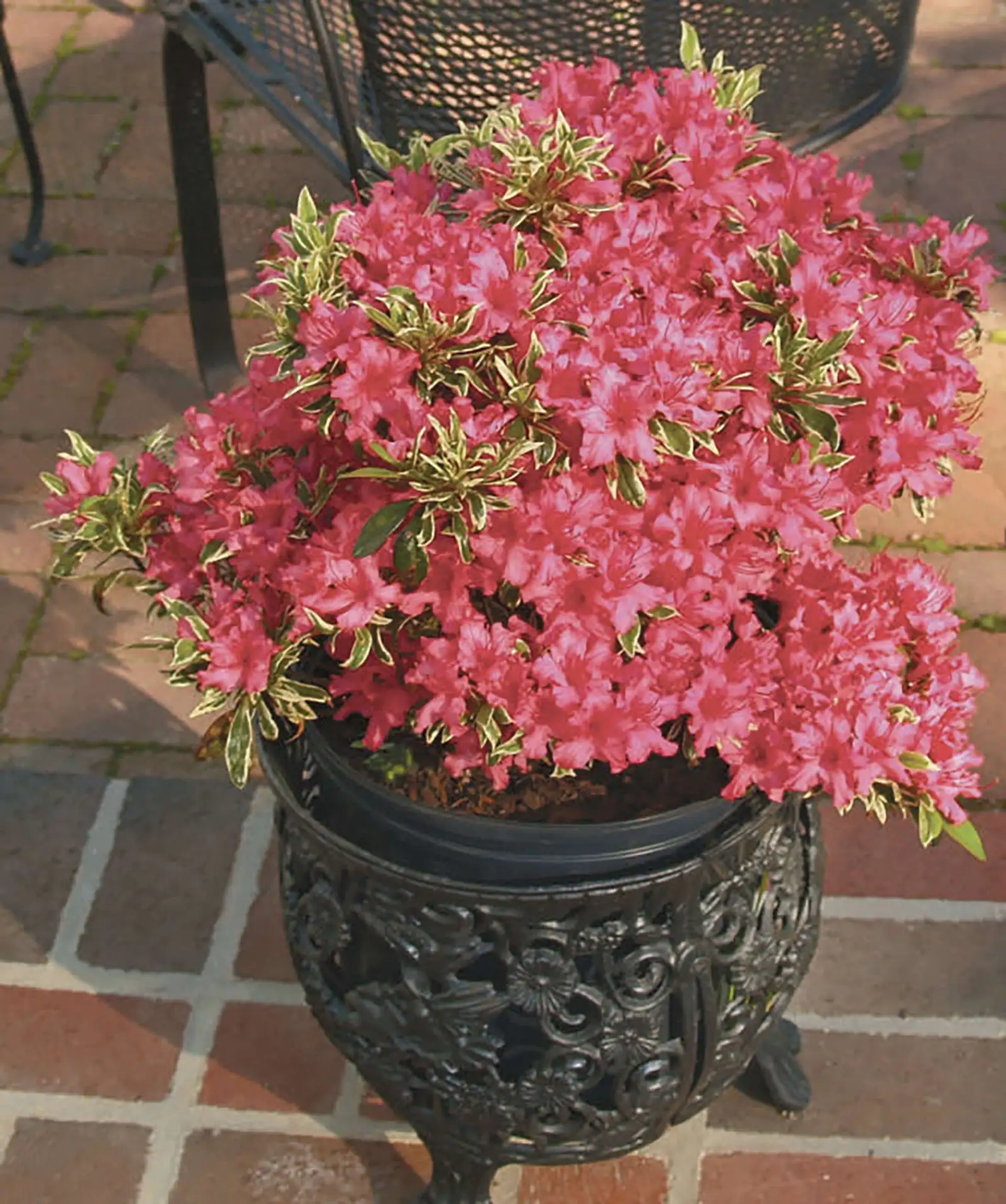 Bollywood - Rhododendron - Proven Winners Europe