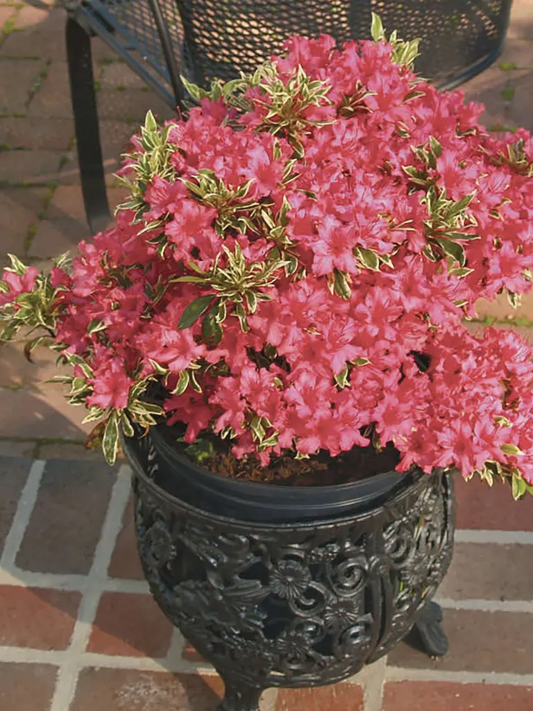 Bollywood<sup>®</sup> – Rhododendron