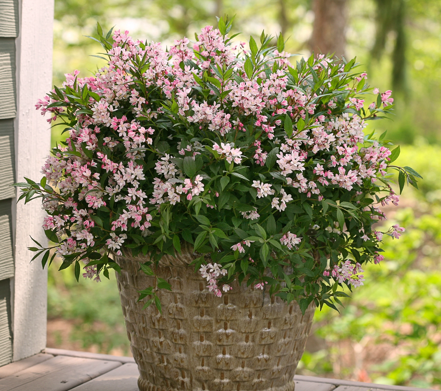 Yuki Cherry Blossom® - Deutzia - Proven Winners Europe