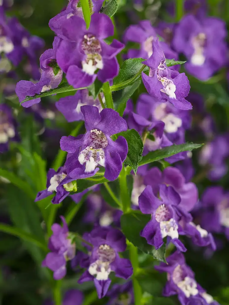 Angelface Blue Imp. – Angelonia