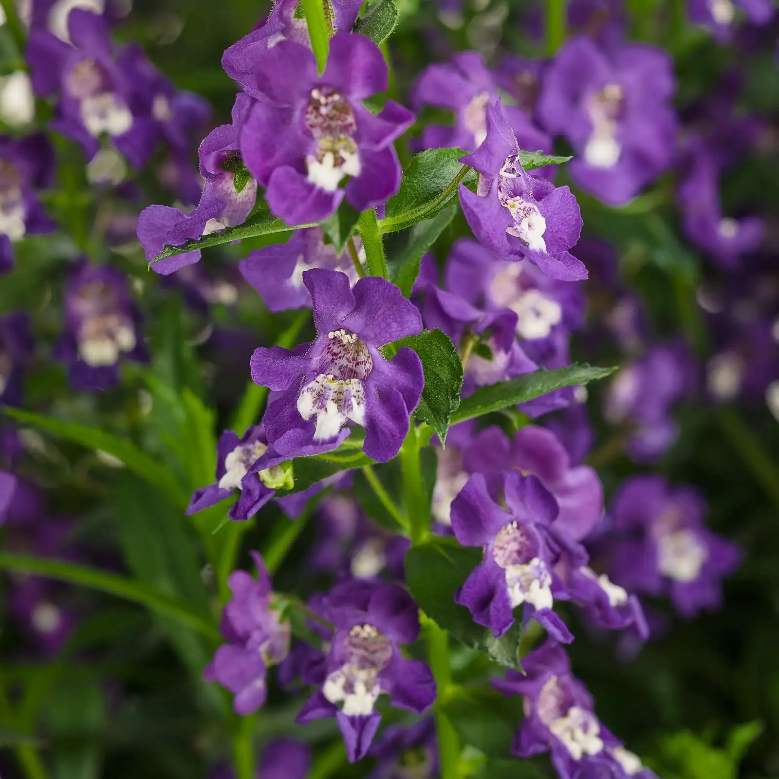 Angelface Blue Imp. - Proven Winners Europe