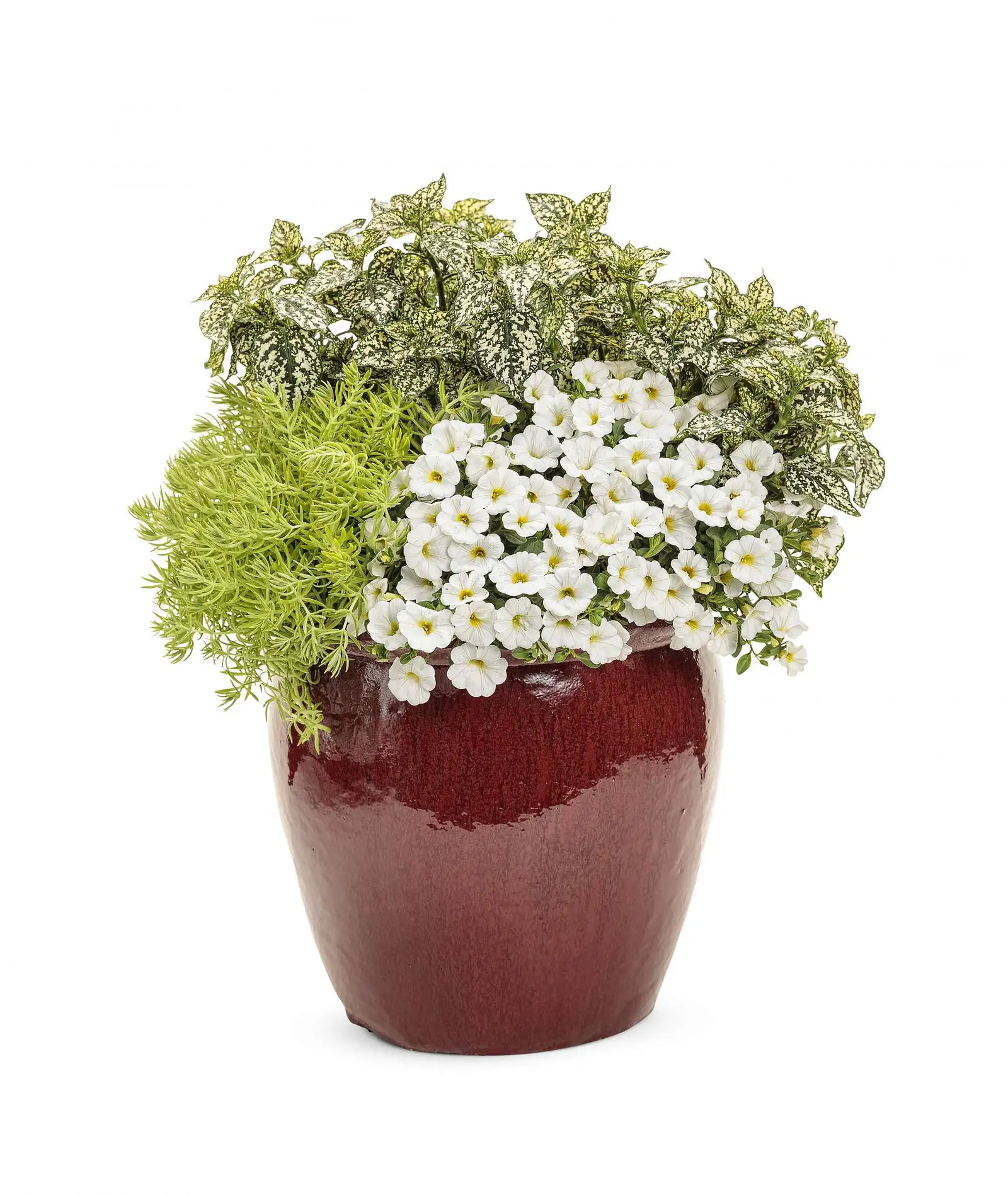 Hippo White - Hypoestes - Proven Winners Europe