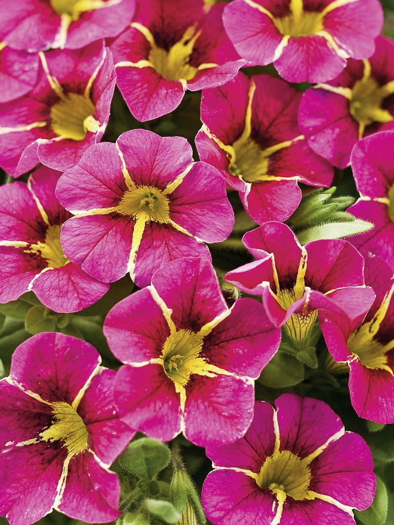 Superbells<sup>®</sup> Cherry Star – Calibrachoa