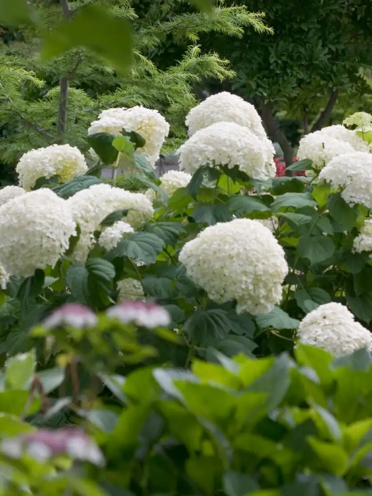 Strong Annabelle<sup>®</sup> – Hydrangea