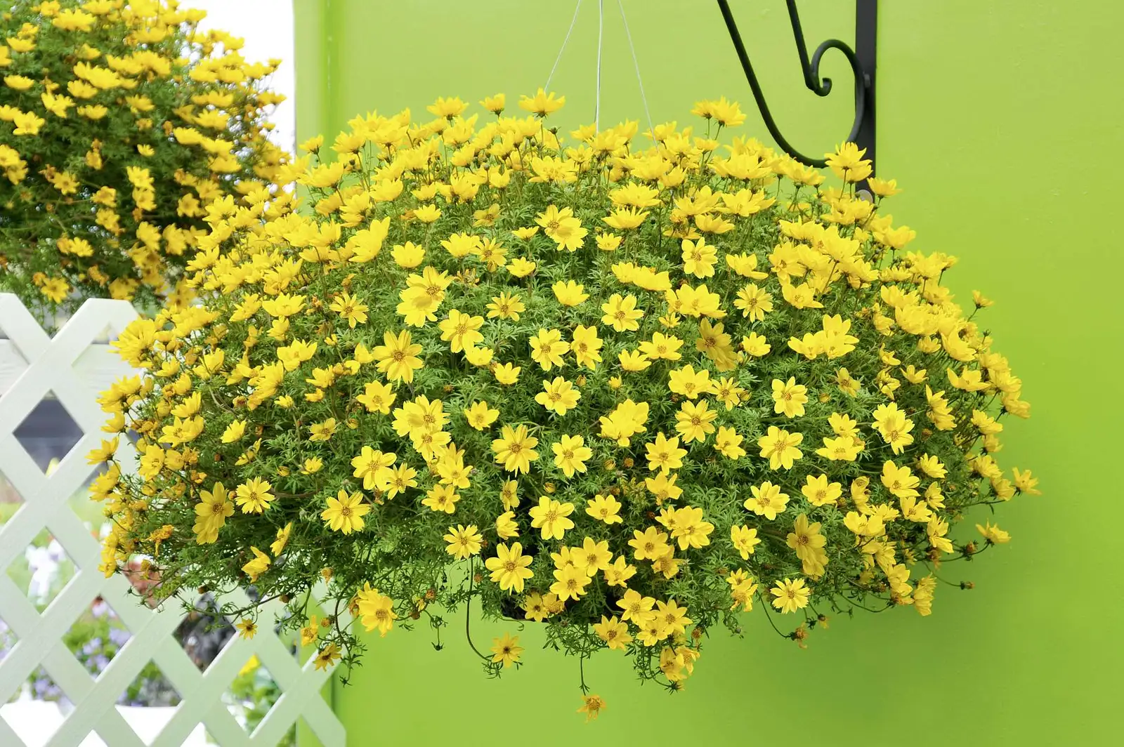 POWERS TO FLOWERS - BIDENS ARANCIONE A FIORE GRANDE, 2 PIANTE, VASO 14, piante vere - Powers to flowers - piante e fiori