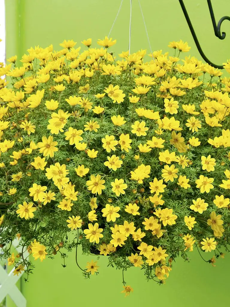 Flair – Bidens
