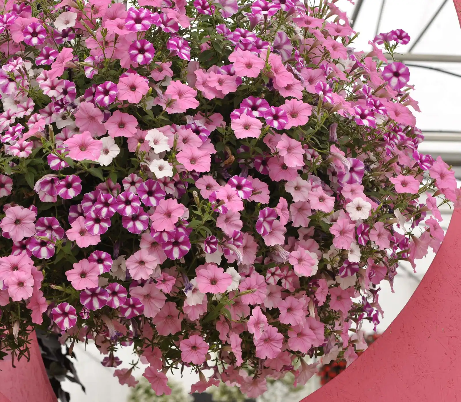 Vista® Raspberry Star - Petunia - Proven Winners Europe
