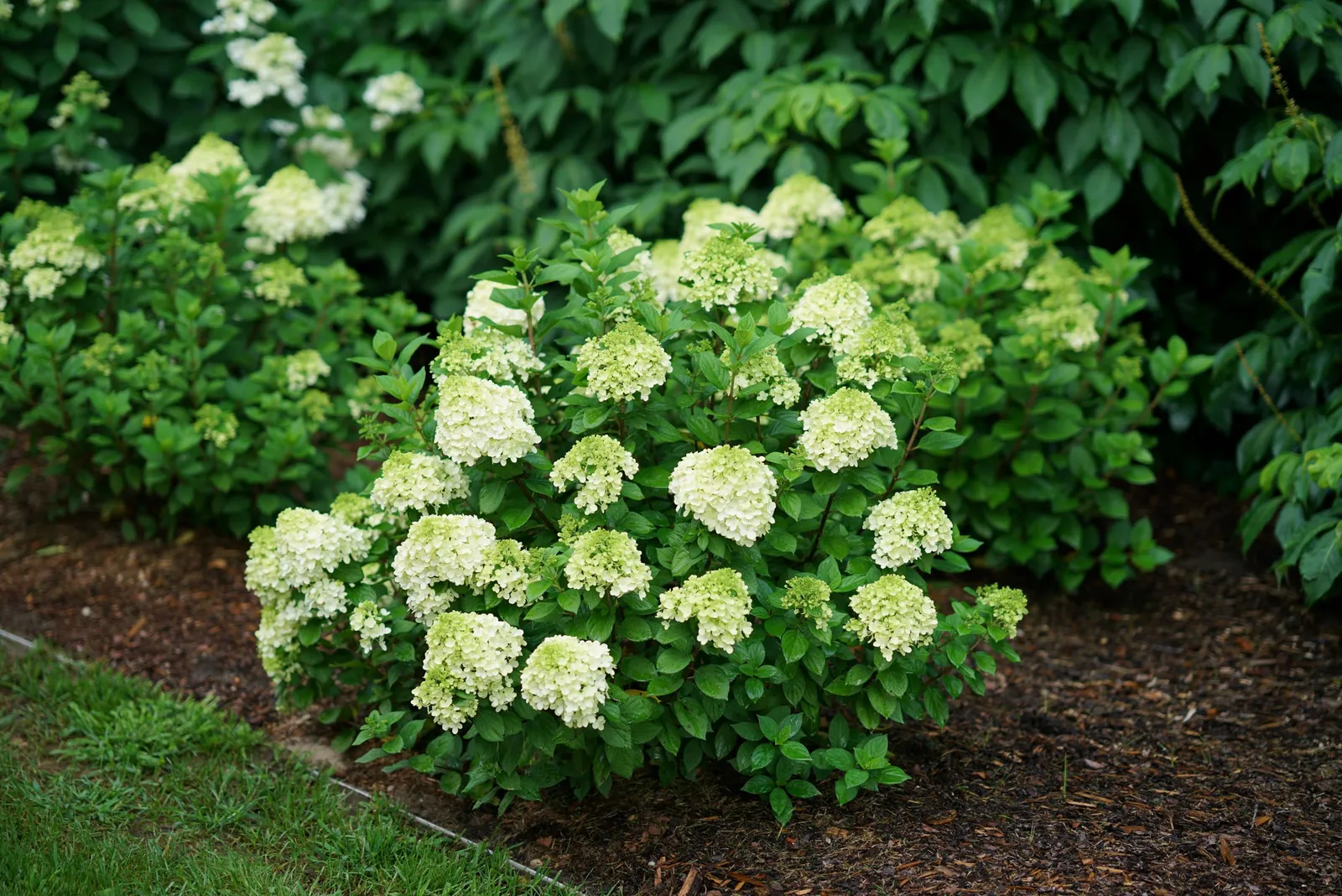 Lime hydrangea discount