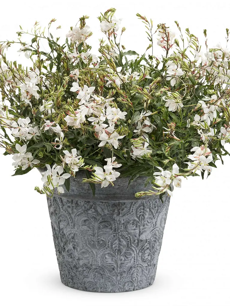 Snowbird – Gaura