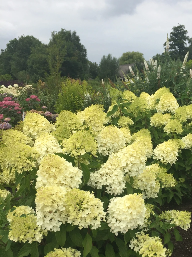 Pinkachu<sup>®</sup> – Hydrangea