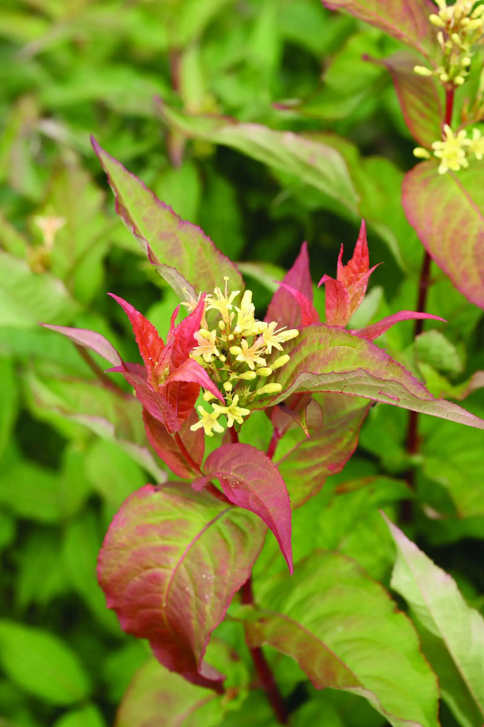 Kodiak® Orange - Diervilla - Proven Winners Europe