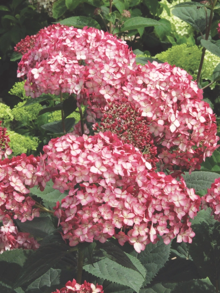 Ruby Annabelle<sup>®</sup> – Hydrangea
