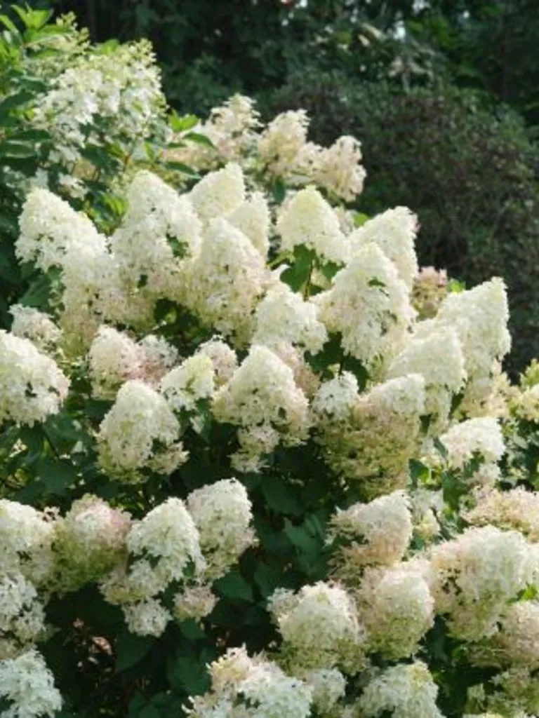 Quick Fire Fab<sup>®</sup> – Hydrangea