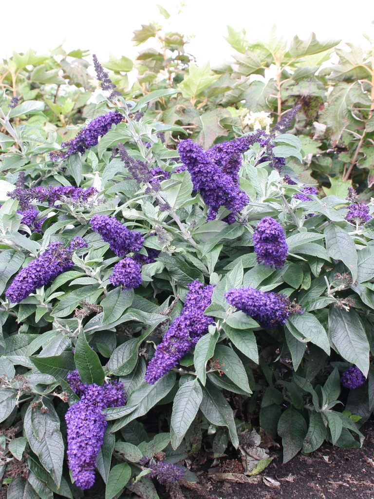 Rocketstar<sup>®</sup> Indigo – Buddleja