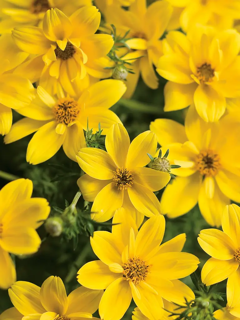 Rock Star – Bidens