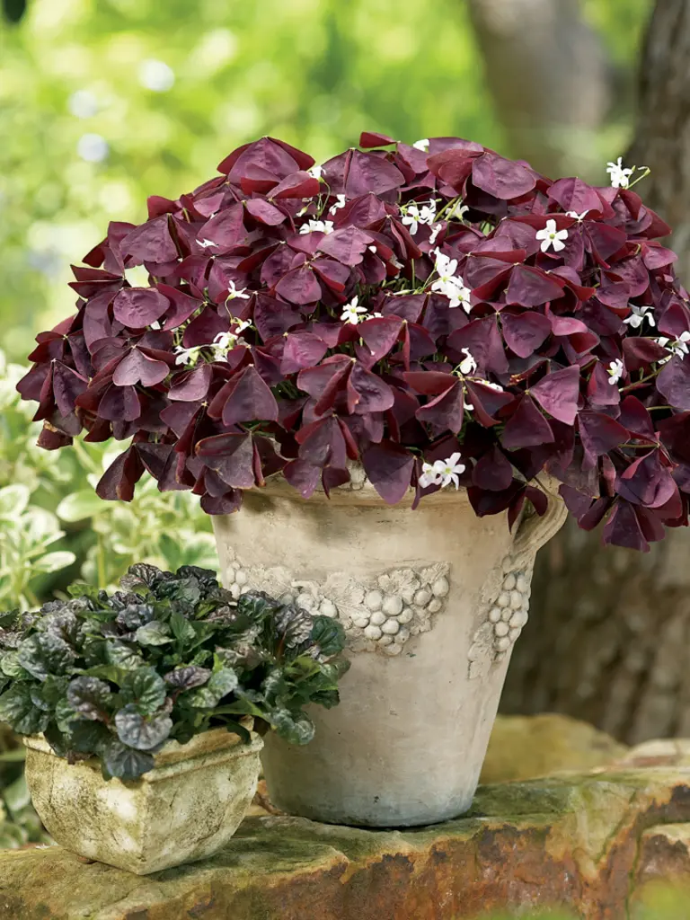 Xalis Burgundy Wine Imp – Oxalis