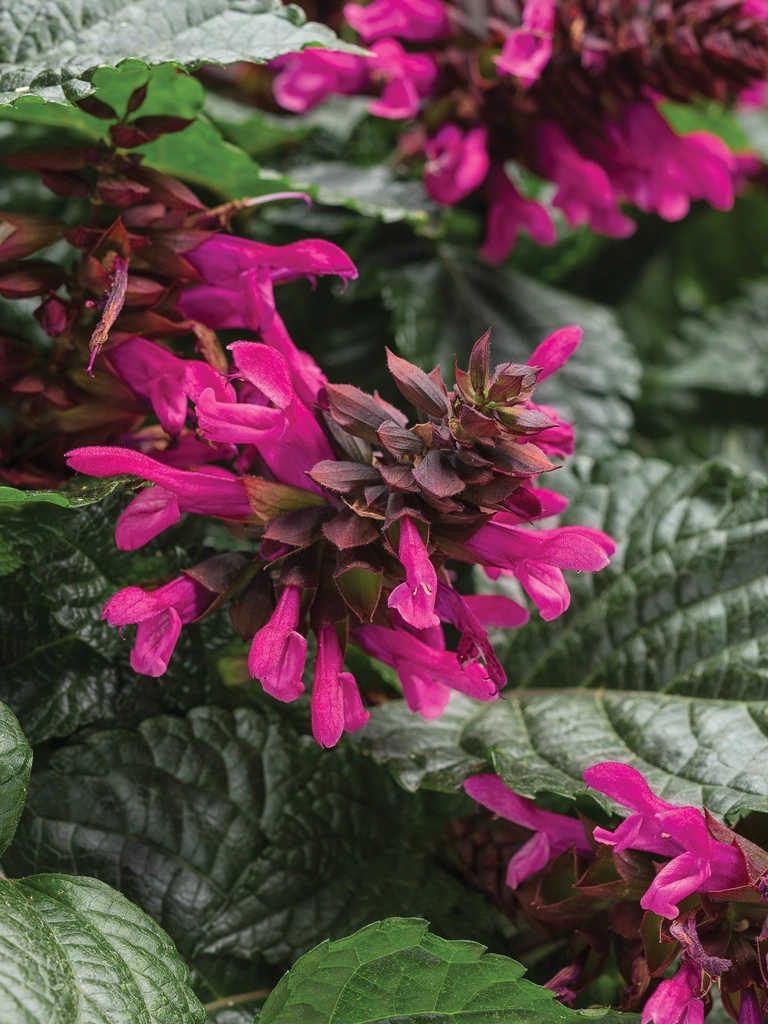 Rockin Fuchsia – Salvia