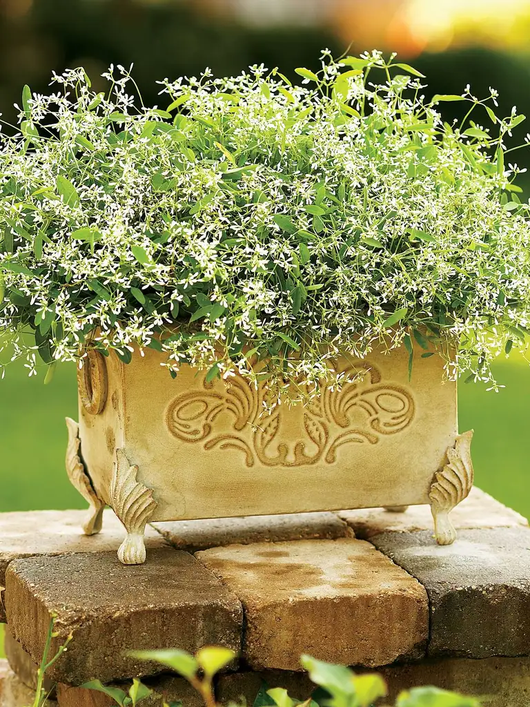 Diamond Frost – Euphorbia
